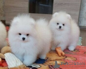 Photo №1. pomeranian - for sale in the city of Bremen | 317$ | Announcement № 66235