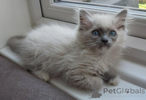 Photo №4. I will sell ragdoll in the city of Bönningstedt. private announcement - price - 599$
