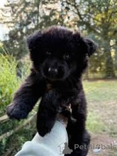 Photo №3. Cuccioli di Pastore Tedesco in vendita. Italy