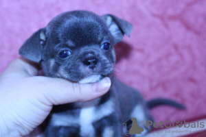 Photo №1. chihuahua - for sale in the city of Yaroslavl | negotiated | Announcement № 7297