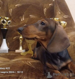 Additional photos: Dachshund puppies for sale