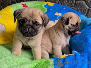 Photo №1. pug - for sale in the city of Dusseldorf | negotiated | Announcement № 139191