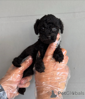 Photo №1. poodle (toy) - for sale in the city of Berlin | negotiated | Announcement № 167156