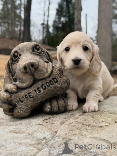 Photo №2 to announcement № 163975 for the sale of dachshund - buy in Poland breeder