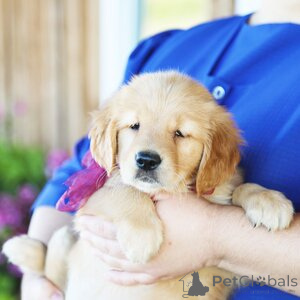 Photo №1. golden retriever - for sale in the city of Aachen | 329$ | Announcement № 151354