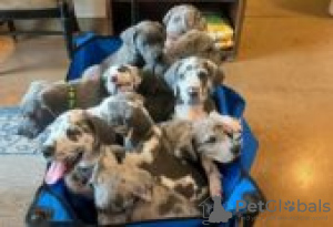 Photo №1. great dane - for sale in the city of Berlin | Is free | Announcement № 126940