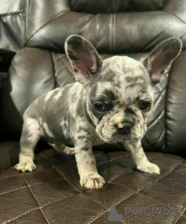 Photo №1. french bulldog - for sale in the city of Манчестер | 380$ | Announcement № 125620