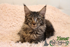 Photo №2 to announcement № 14143 for the sale of maine coon - buy in Russian Federation private announcement, from nursery, breeder