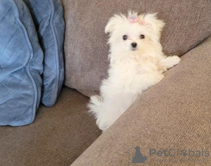 Photo №1. maltese dog - for sale in the city of Munich | 370$ | Announcement № 116821