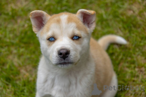 Photo №3. Adorable Serbian Husky Puppy for Sale Loyal, Playful, and Ready for a Loving. United Kingdom