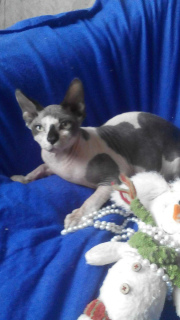 Photo №4. I will sell sphynx-katze in the city of Lipetsk. private announcement, breeder - price - 293$