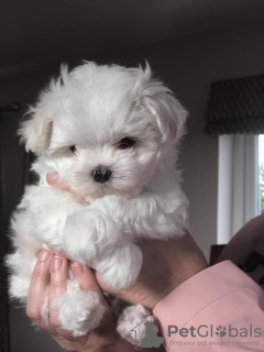 Photo №1. maltese dog - for sale in the city of Даллас | 500$ | Announcement № 46288