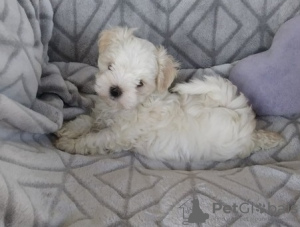 Photo №1. maltese dog - for sale in the city of Баден | 371$ | Announcement № 107534