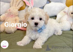 Photo №1. bolognese dog - for sale in the city of Budapest | Is free | Announcement № 139009