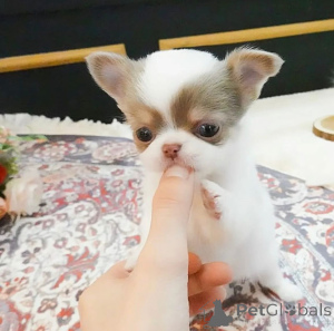 Photo №2 to announcement № 159465 for the sale of chihuahua - buy in Finland 