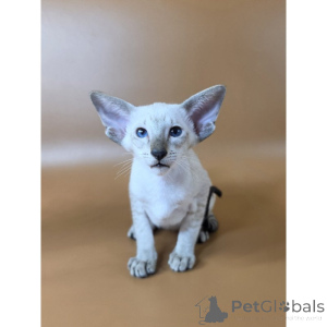 Photo №1. siamese cat - for sale in the city of Lindow | 361$ | Announcement № 174413
