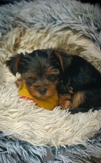 Photo №4. I will sell yorkshire terrier in the city of Częstochowa. private announcement - price - negotiated