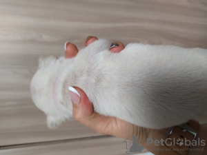 Photo №2 to announcement № 8136 for the sale of french bulldog - buy in Ukraine private announcement