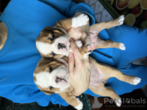 Additional photos: English bulldog puppies for sale