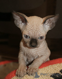 Photo №1. sphynx cat - for sale in the city of New York | 1000$ | Announcement № 19414