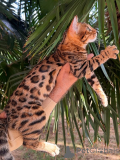 Photo №3. A mane like a lion, a heart like a teddy Jasper reigns with love.. Luxembourg