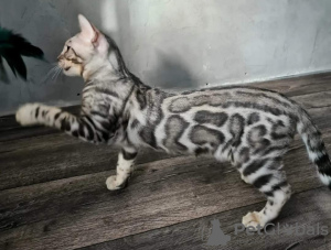 Photo №1. bengal cat - for sale in the city of Minsk | 423$ | Announcement № 40033