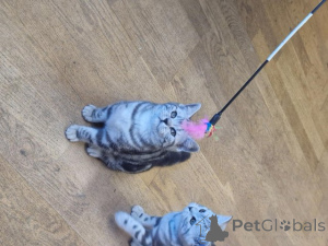 Photo №3. British shorthair kittens. Belgium