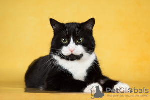 Photo №3. The wonderful cat Bantik is looking for a home.. Russian Federation