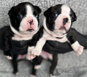 Photo №2 to announcement № 153761 for the sale of boston terrier - buy in Germany 
