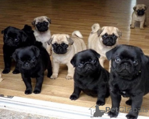 Photo №1. pug - for sale in the city of Bratislava | negotiated | Announcement № 157889