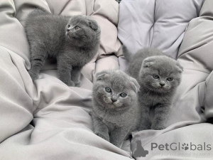 Photo №1. scottish fold - for sale in the city of Malaga | negotiated | Announcement № 176413
