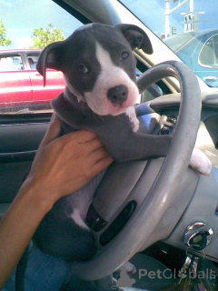 Photo №4. I will sell american bulldog in the city of Rüdersdorf. private announcement - price - 376$