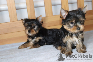 Photo №1. yorkshire terrier - for sale in the city of Ioannina | Is free | Announcement № 123412