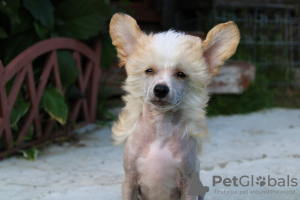 Photo №3. Hairless male Chinese crested dog.. Russian Federation
