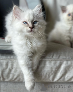 Photo №2 to announcement № 155400 for the sale of ragdoll - buy in Iceland private announcement