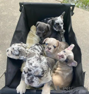 Photo №4. I will sell french bulldog in the city of Evergem. private announcement - price - Is free