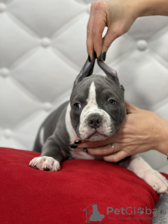 Additional photos: American Bully puppies