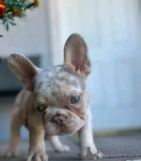 Photo №3. Not just a puppy a lifetime of love This French Bulldog is ready to give you. Switzerland