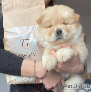 Photo №1. chow chow - for sale in the city of Aveiro | 550$ | Announcement № 80276