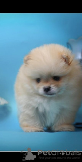 Additional photos: Purebred Pomeranian puppies