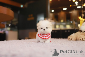Photo №4. I will sell maltese dog in the city of San Antonio. breeder - price - negotiated
