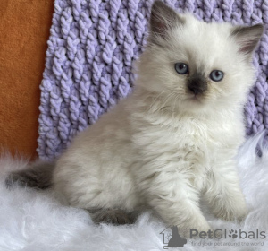 Photo №1. ragdoll - for sale in the city of New York Mills | 280$ | Announcement № 104312