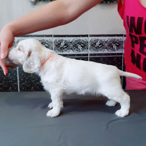 Photo №4. I will sell clumber spaniel in the city of Rostov-on-Don. breeder - price - Negotiated
