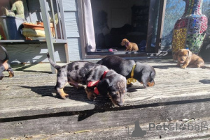 Photo №1. dachshund - for sale in the city of PARNDORF | 671$ | Announcement № 172427