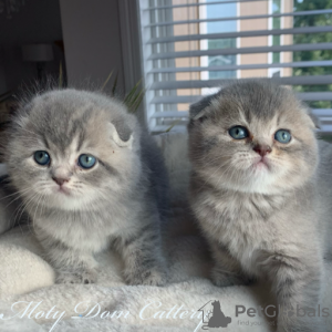 Photo №1. scottish fold - for sale in the city of Hille | 350$ | Announcement № 125114