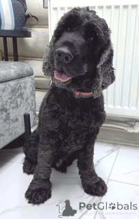 Photo №1. english cocker spaniel - for sale in the city of Moscow river | Is free | Announcement № 160705