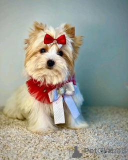 Photo №2 to announcement № 138122 for the sale of beaver yorkshire terrier - buy in Germany breeder