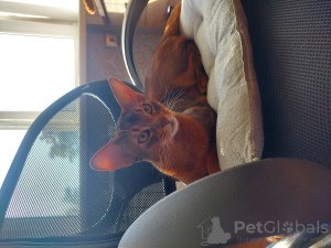 Photo №1. abyssinian cat - for sale in the city of Warsaw | negotiated | Announcement № 44920