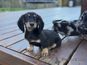 Photo №1. dachshund - for sale in the city of Kassel | negotiated | Announcement № 174845