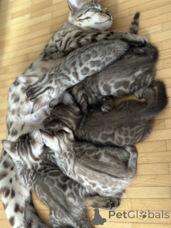 Photo №4. I will sell  in the city of Karlsruhe. breeder - price - negotiated